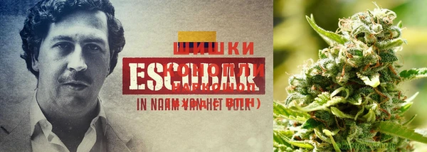 PSILOCYBIN Абинск